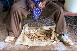 The cassava root