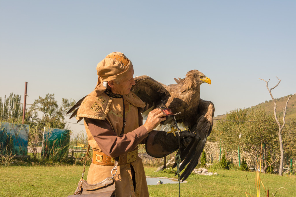 Traditional Falconry