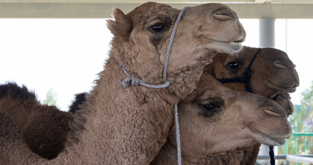 Camels for sale