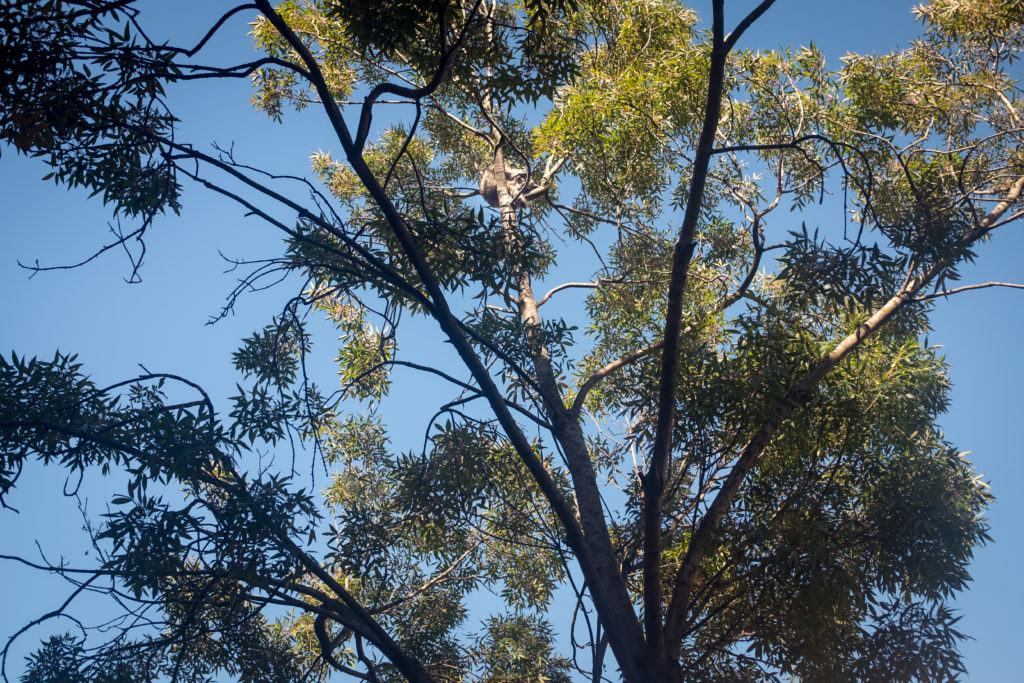 Raccoon in a tree